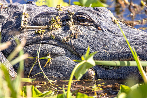 Nature Preserve «Lake Apopka Wildlife Drive», reviews and photos, 2803 Lust Rd, Apopka, FL 32703, USA