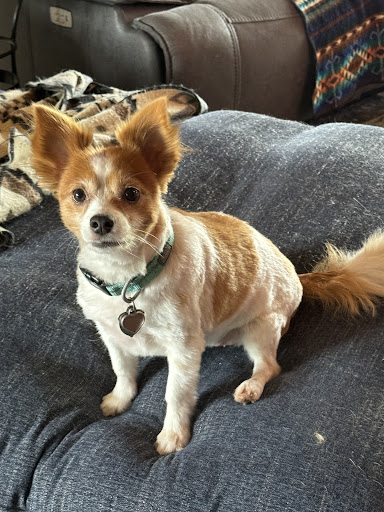 Dog Gonn'it Grooming