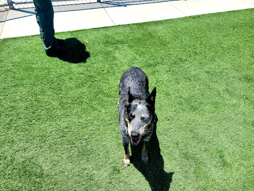 Wasco Animal Shelter