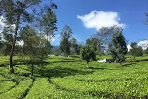 Tambi Tea Gardens image