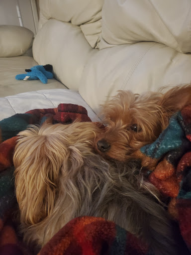 Pet Supply Store «Petco Animal Supplies», reviews and photos, 9230 Old Keene Mill Rd b, Burke, VA 22015, USA