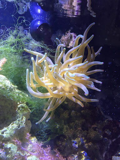 Pet Store «Advanced Aquatics», reviews and photos, 6560 E 41st St, Tulsa, OK 74145, USA