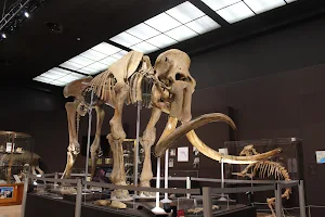 Monaco Museum of Prehistoric Anthropology image