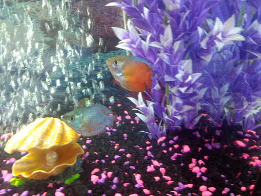 Tropical Fish Store «Belpre Aquarium & Pet Shop», reviews and photos, 1806 Washington Blvd, Belpre, OH 45714, USA