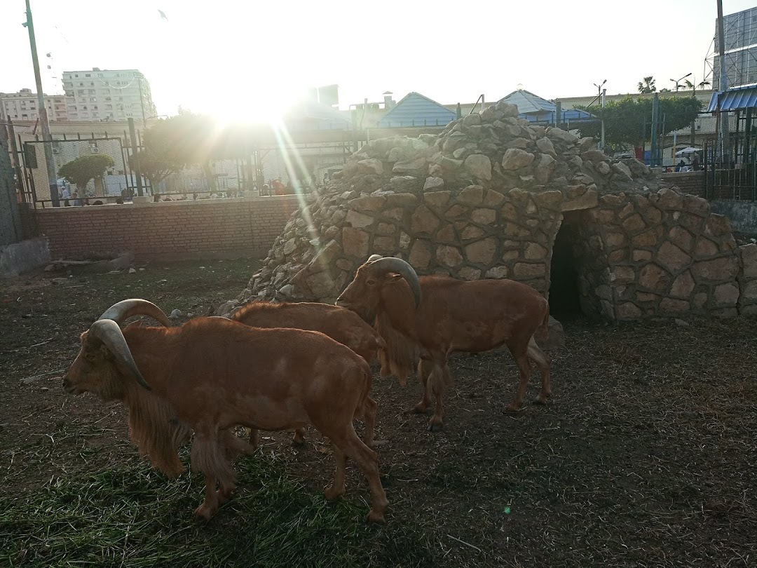 Kafrü'ş-Şeyh, Mısır