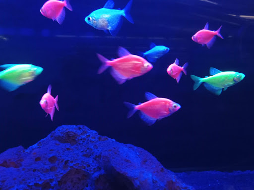 Pet Supply Store «Petco Animal Supplies», reviews and photos, 19767 Haynes Road, Catoosa, OK 74421, USA