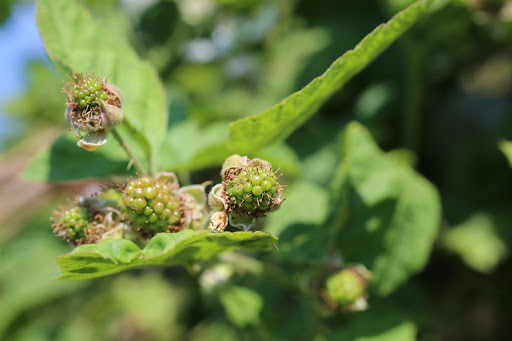Produce Market «B&P Hitz Fruit Farm (Apples N Produce)», reviews and photos, 14070 Wilco Hwy NE, Woodburn, OR 97071, USA
