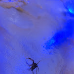 Photo n°1 de l'avis de Doro.i fait le 16/11/2022 à 16:52 sur le  Pizza Boys à Lünen