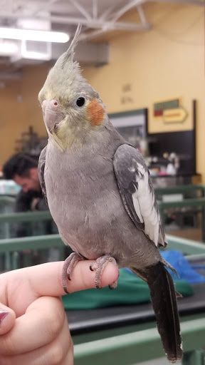 Pet Store «Petland Plano», reviews and photos, 1301 Custer Rd #405, Plano, TX 75075, USA