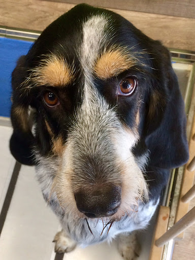 Animalfisio, Clínica Veterinaria En Almería | Veterinario Almería en Almería