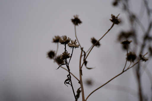 Nature Preserve «Hickory Creek Preserve», reviews and photos, Wolf Rd, Mokena, IL 60448, USA