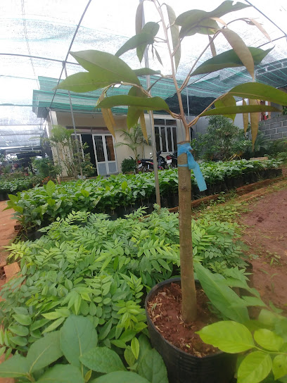 Vườn Ươm Cây Giống Phú Bông Eakmat