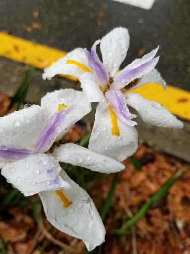 Park «Westmonte Park», reviews and photos, 624 Bills Ln, Altamonte Springs, FL 32714, USA