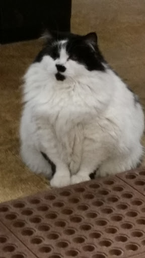 Pet Store «Next to Nature», reviews and photos, 4543 California Ave SW, Seattle, WA 98116, USA