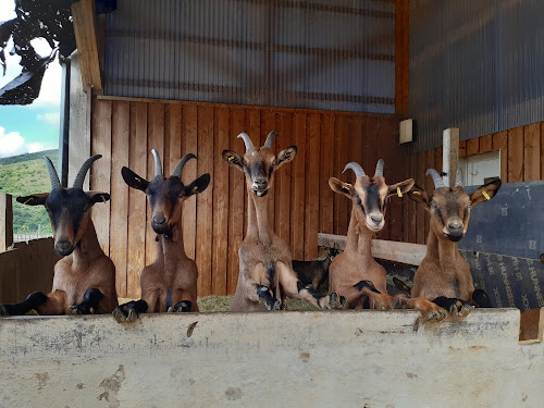 Serre Patrice - les chèvres de Corbières à Gourdon