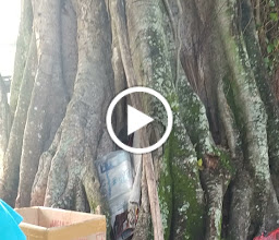 Queen Wilhelmina Coronation Banyan Tree photo