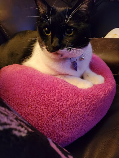 Pet Supply Store «Pet Supermarket, Inc.», reviews and photos, 1052 Peachtree Industrial Blvd, Suwanee, GA 30024, USA