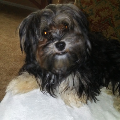 Pet Supply Store «PetSmart», reviews and photos, 10 Hazard Ave, Enfield, CT 06082, USA