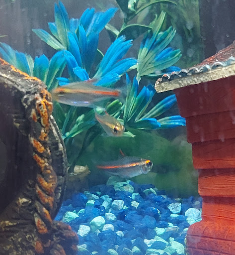 Pet Store «PetSmart», reviews and photos, 10451 Baltimore St NE, Blaine, MN 55449, USA