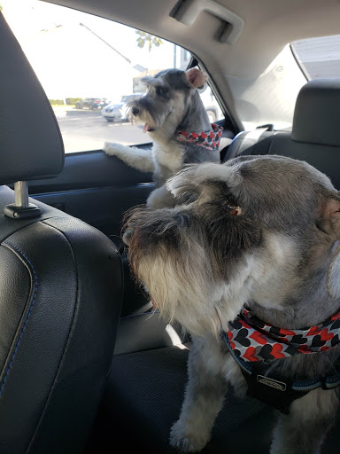 Pet Groomer «ITIG Happy Dog Wash», reviews and photos, 6465 S Chickasaw Trail, Orlando, FL 32829, USA