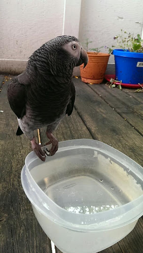 Pet Store «Discount Pet & Supplies», reviews and photos, 16320 Middlebelt Rd, Livonia, MI 48154, USA