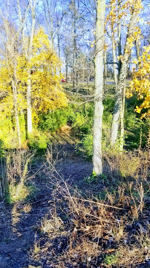 Scout Dog Park - photo 27