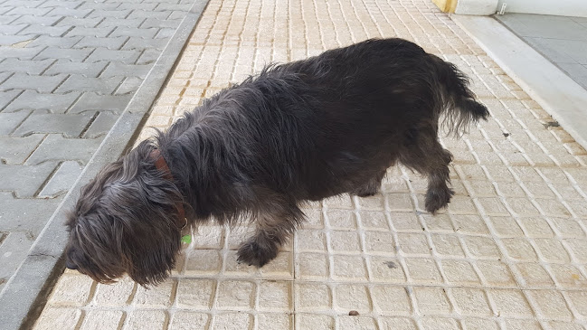 Vetalcácer - Centro Médico Veterinário