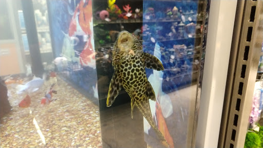 Pet Supply Store «Petco Animal Supplies», reviews and photos, 5961 Warner Ave, Huntington Beach, CA 92649, USA