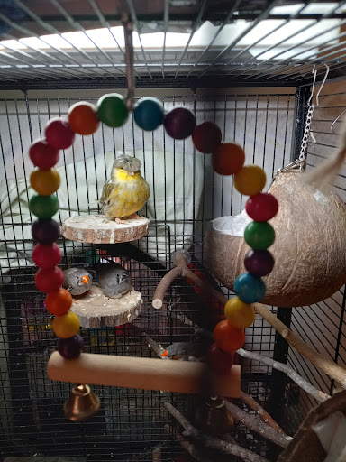 Pet Store «Animal Kingdom», reviews and photos, 436 Main St, East Orange, NJ 07018, USA