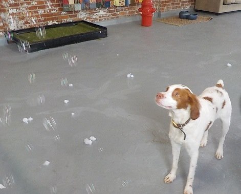 Grandma's Dog Daycare