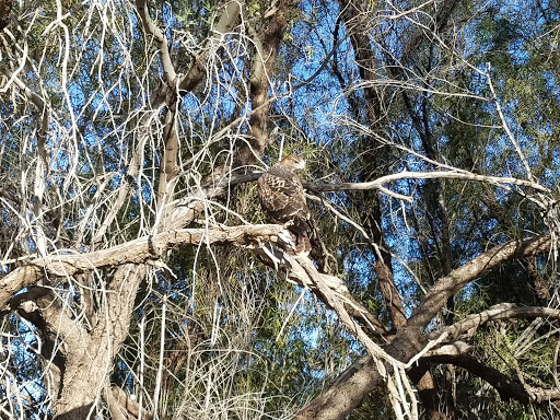 Public Golf Course «Silverbell Golf Course», reviews and photos, 3600 N Silverbell Rd, Tucson, AZ 85745, USA