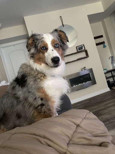 Dog Trainer «Off Leash K9 Training, Charlottesville», reviews and photos, 8782 Seminole Trail, Ruckersville, VA 22968, USA