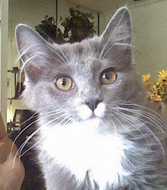 Pet Store «Brooklyn Zoo & Aquarium Pet Store», reviews and photos, 2377 Ralph Ave, Brooklyn, NY 11234, USA