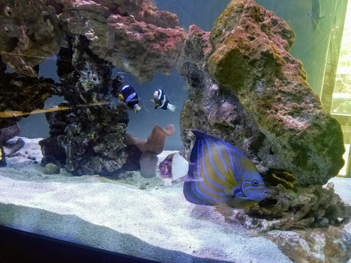 Tropical Fish Store «Picasso Exotic Aquatics», reviews and photos, 11560 Ash St, Leawood, KS 66211, USA