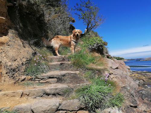 Éleveur de chiens Elevage canin Jardin Sauvage Guiclan