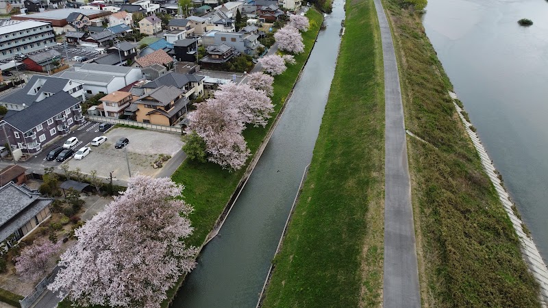 鹿乗川 野寺道の桜