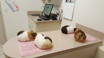 VCA Kickingbird Animal Hospital - Photo 5 - Car repair in Edmond, OK, Oklahoma City