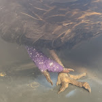 Photo n° 1 de l'avis de Thomas.a fait le 20/07/2020 à 11:33 pour Le Pans’bêtes à Provins