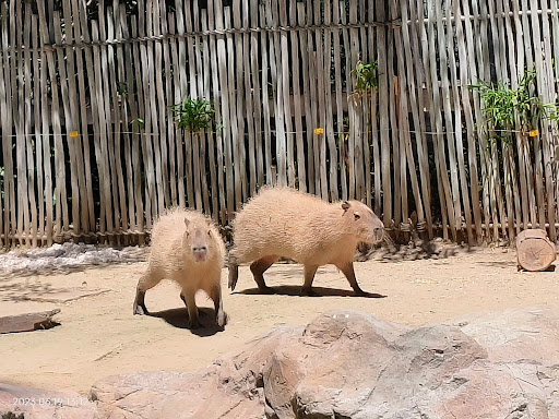 Happy Hollow Park & Zoo