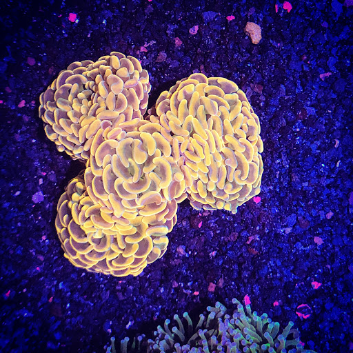 Aquarium «Neptunes Aquariums», reviews and photos, 5329 W 20th Ave, Hialeah, FL 33012, USA