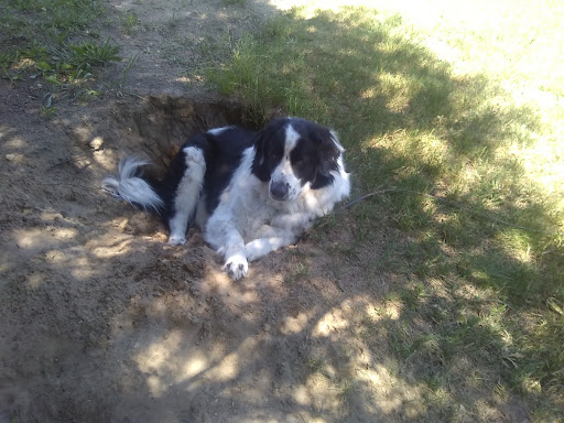 Family Pet Cremation Centers