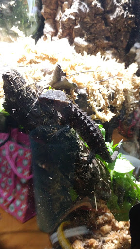 Pet Supply Store «Petco Animal Supplies», reviews and photos, 4175 Dowlen Rd, Beaumont, TX 77706, USA