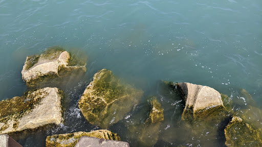 Golf Course «Sydney R. Marovitz Golf Course», reviews and photos, 3600 N Recreation Dr, Chicago, IL 60613, USA