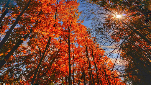 Nature Preserve «Carpenter Nature Center», reviews and photos, 12805 St Croix Trail S, Hastings, MN 55033, USA