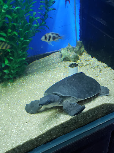 Tropical Fish Store «Xtreme Fish & Pets», reviews and photos, 11415 Bellaire Blvd # A, Houston, TX 77072, USA