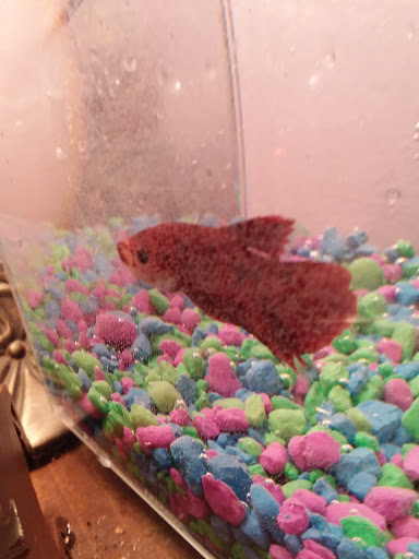 Pet Supply Store «Petco Animal Supplies», reviews and photos, 247 N Washington Hwy, Ashland, VA 23005, USA