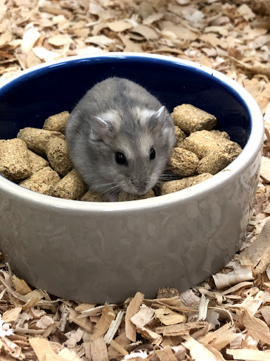 Pet Supply Store «Pet Supermarket», reviews and photos, 1080 Alafaya Trail, Oviedo, FL 32765, USA