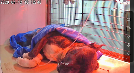 Clínica Veterinaria Oliva. Ángela Santapau en Oliva