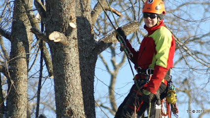 SIA Tree Climbers