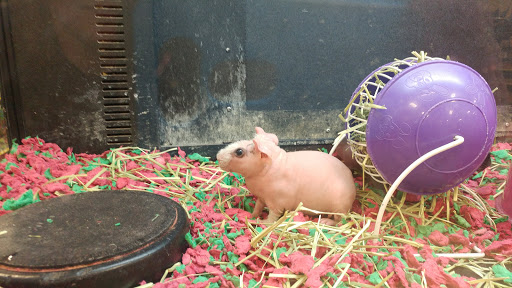 Pet Supply Store «PetSmart», reviews and photos, 3081 S 5600 W, Salt Lake City, UT 84120, USA